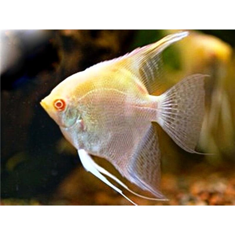 Pterophyllum scalare zebra albino - imagine 3